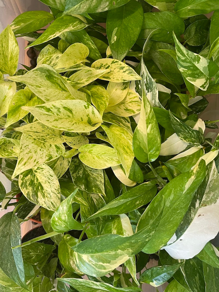 Houseplants