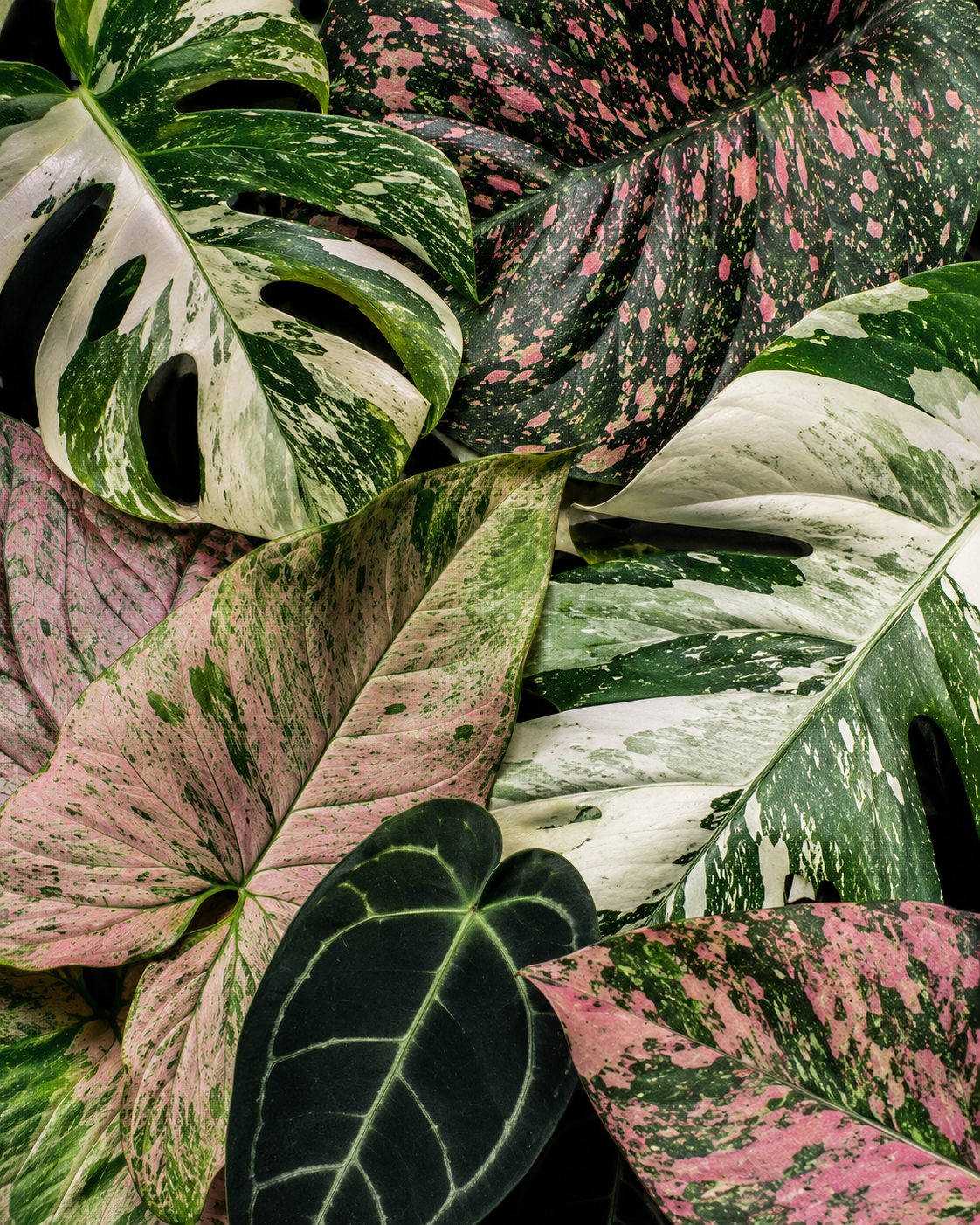 Rare Plants