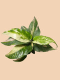 Anthurium Pink Renaissance