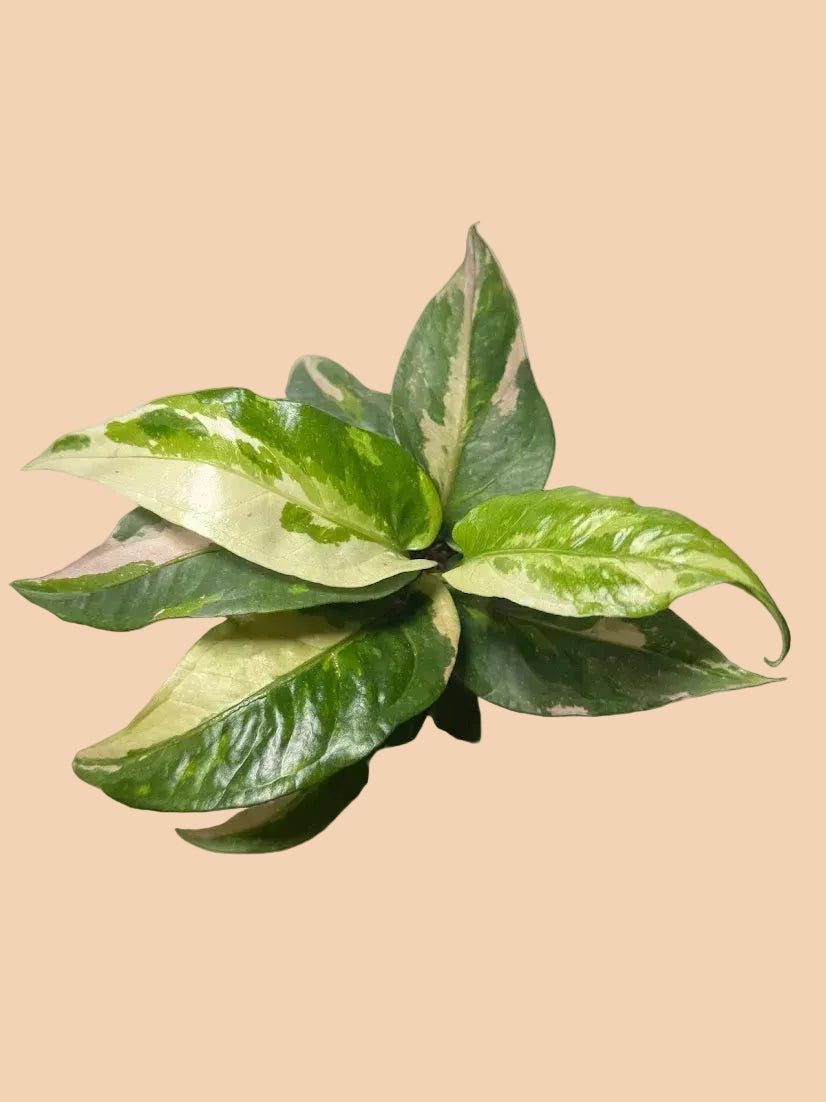 Anthurium Pink Renaissance