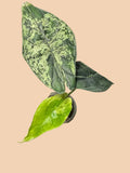 Alocasia Dragon Scale Mint