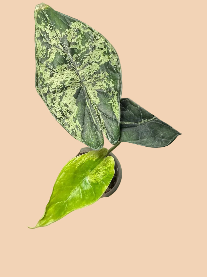 Alocasia Dragon Scale Mint