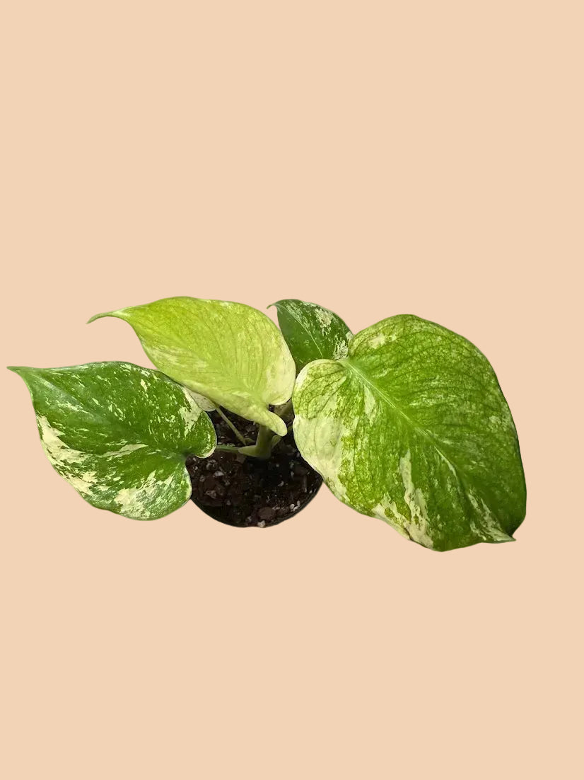 Monstera Mint