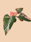 Homalomena Pink Diamond