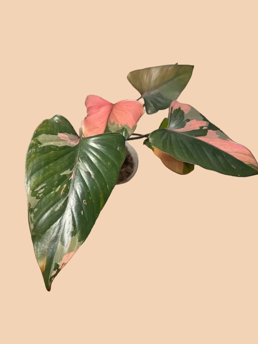 Homalomena Pink Diamond