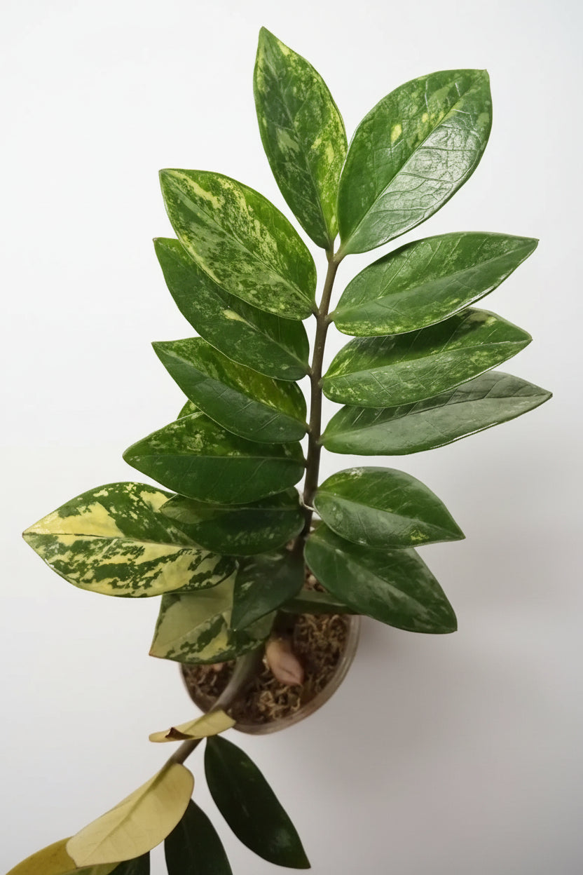 ZZ Variegated ‘Aurea’ (Zamioculcas zamiifolia 'Variegata')