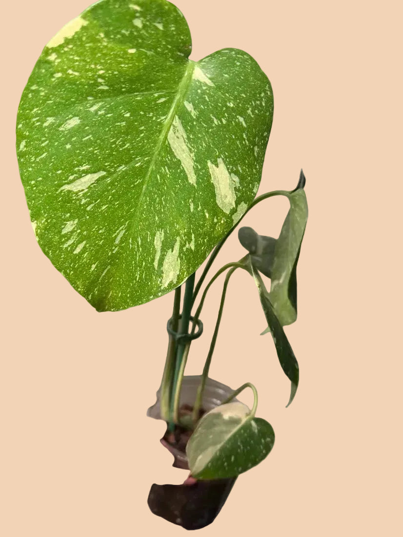Monstera Thai Constellation