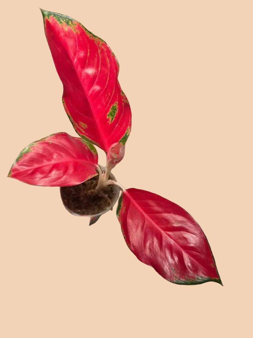Aglaonema Red Suksom Jaipong