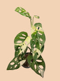 Monstera Adansonii Albo