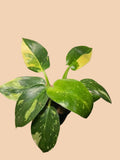 Philodendron Congo Nuclear