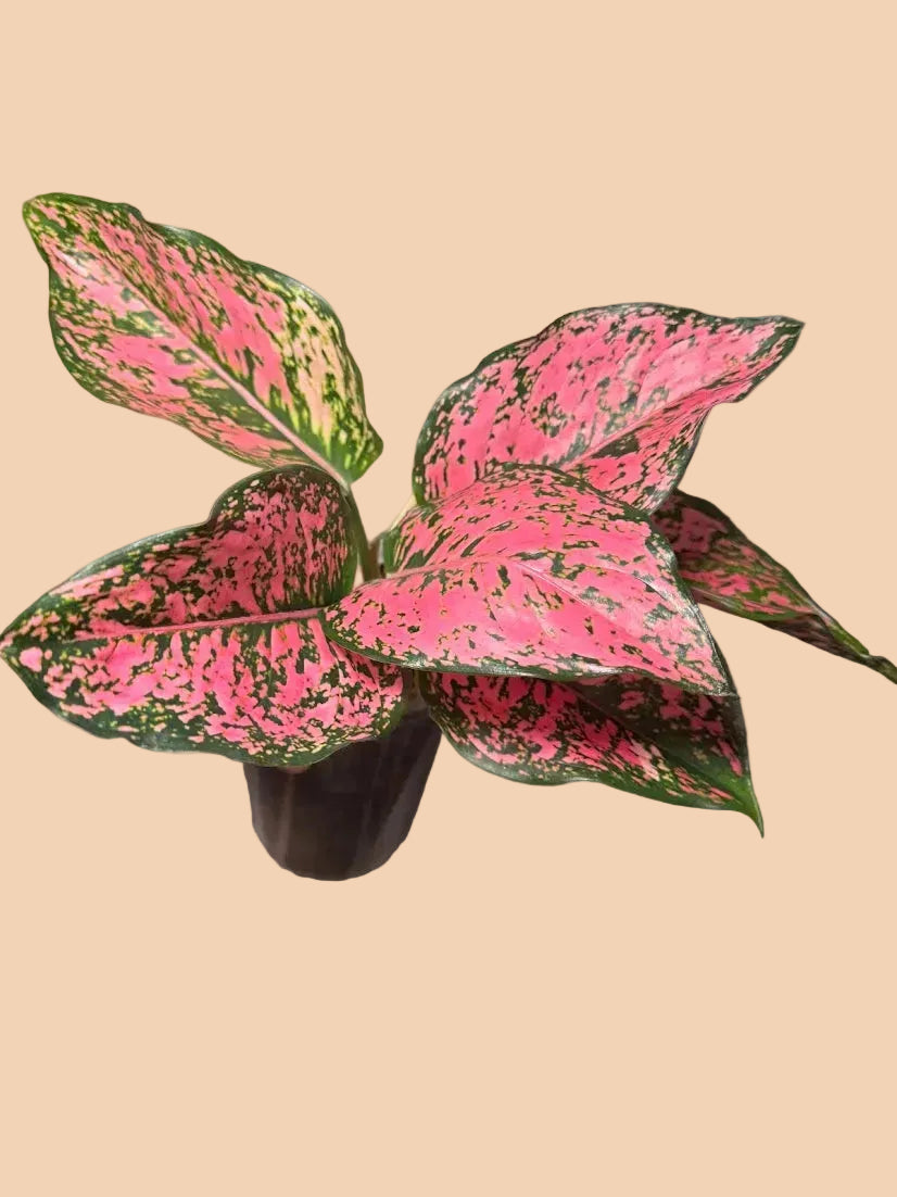 Aglaonema Sexy Ruby
