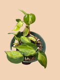 Philodendron Cream Splash
