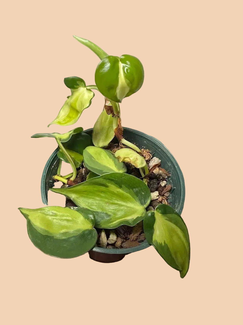 Philodendron Cream Splash