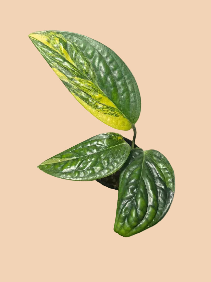 Monstera Peru Variegated