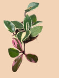 Hoya Flamingo Dream