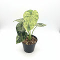 Alocasia Dragon Scale Mint
