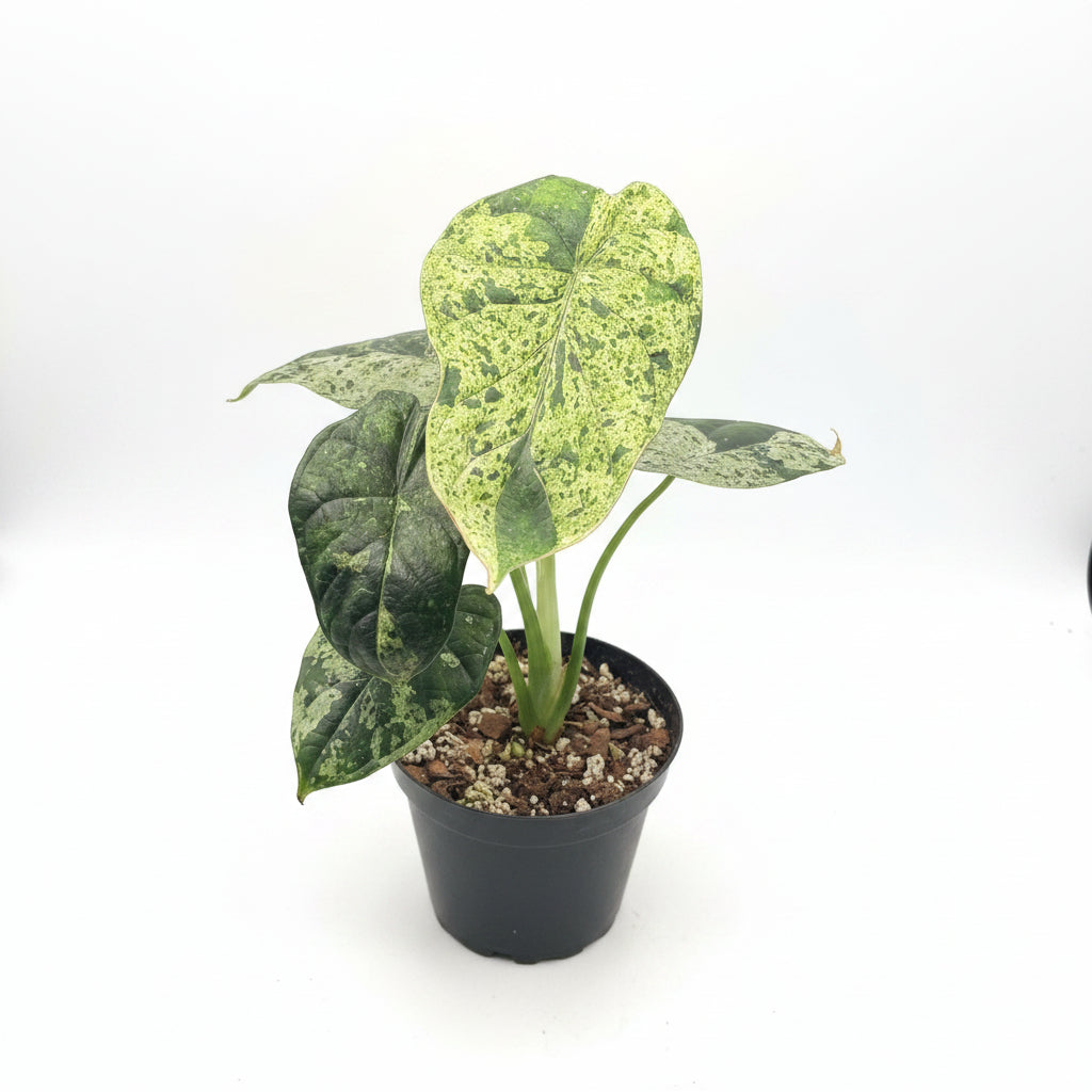 Alocasia Dragon Scale Mint
