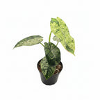 Alocasia Dragon Scale Mint