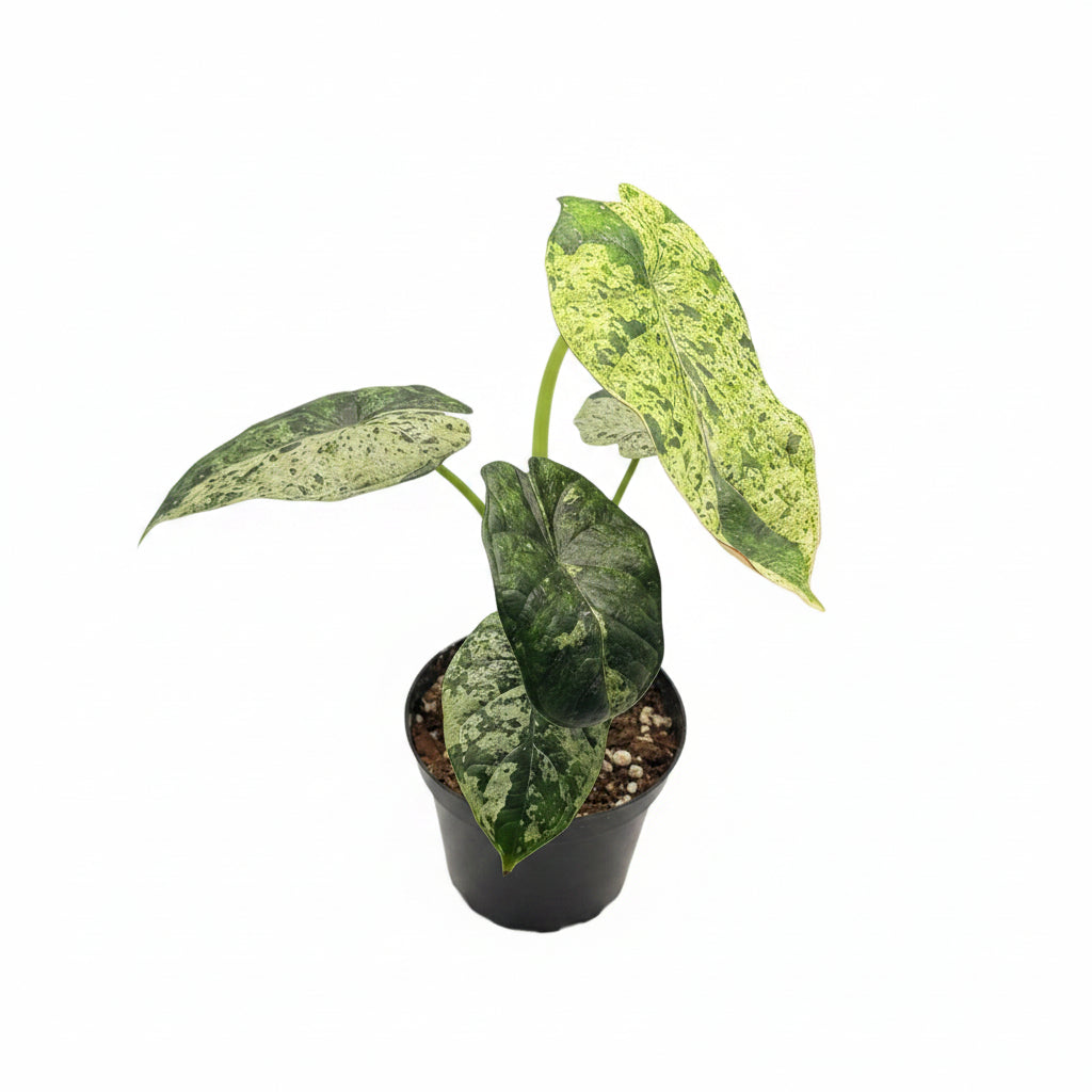Alocasia Dragon Scale Mint