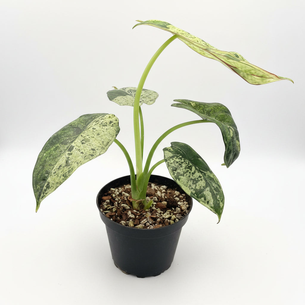 Alocasia Dragon Scale Mint