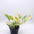 Manjula Pothos