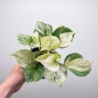 Manjula Pothos