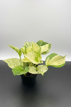 Manjula Pothos
