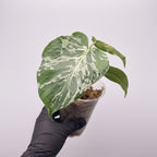 Monstera deliciosa 'Bulbasaur'