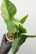 Syngonium Batik Variegated