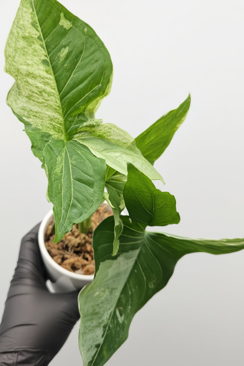 Syngonium Batik Variegated