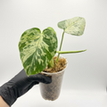 Monstera deliciosa 'Bulbasaur'