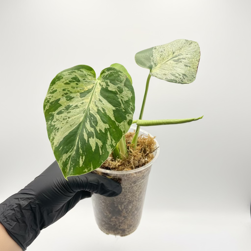 Monstera deliciosa 'Bulbasaur'