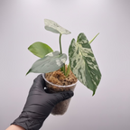 Monstera deliciosa 'Bulbasaur'