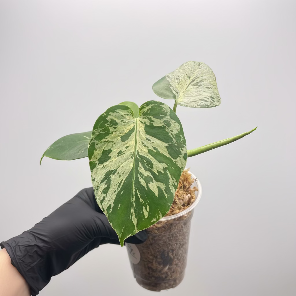 Monstera deliciosa 'Bulbasaur'