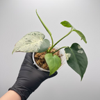 Monstera deliciosa 'Bulbasaur'