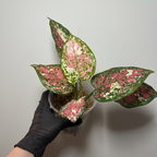 Aglaonema Tricolor Pink