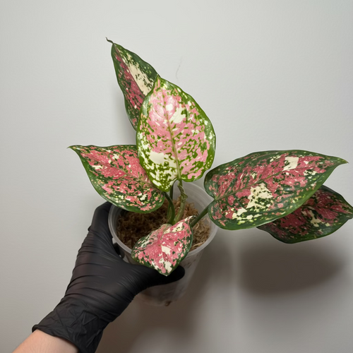 Aglaonema Tricolor Pink