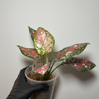 Aglaonema Tricolor Pink