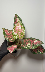 Aglaonema Tricolor Pink