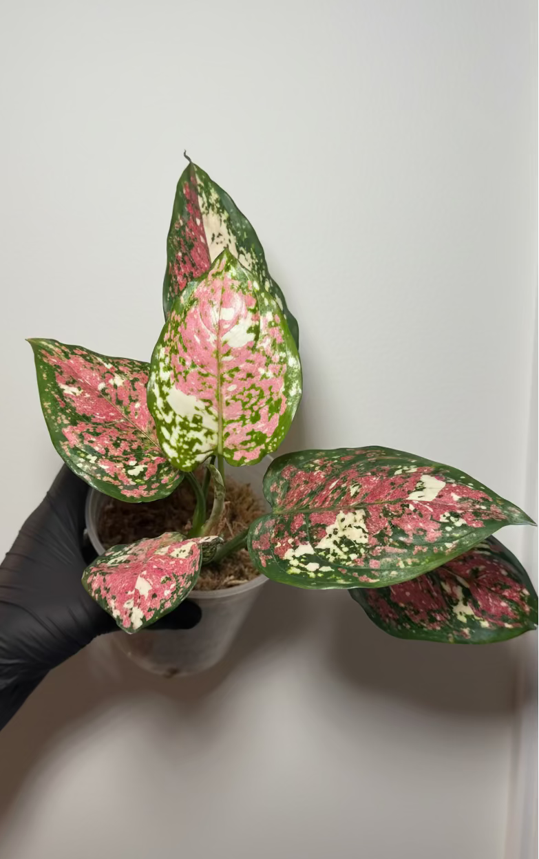 Aglaonema Tricolor Pink