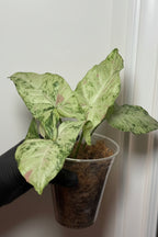 Syngonium Milk Confetti Tricolor