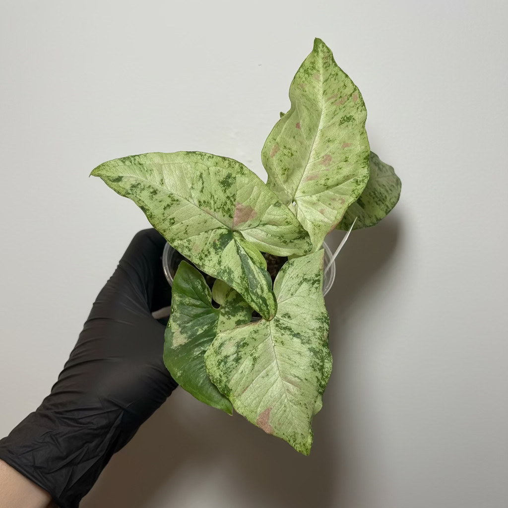 Syngonium Milk Confetti Tricolor