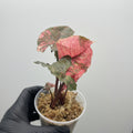 Syngonium Strawberry Ice Galaxy