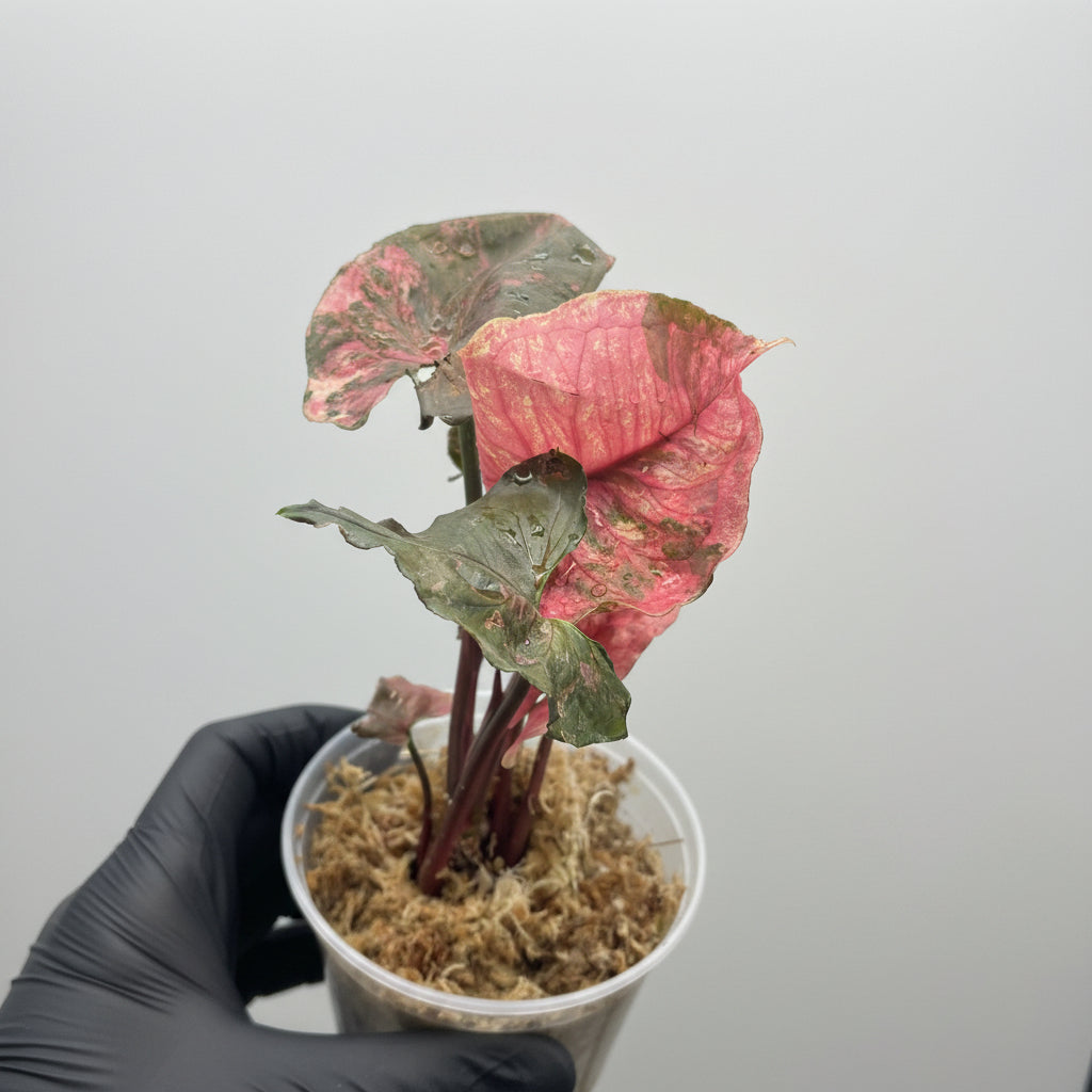 Syngonium Strawberry Ice Galaxy