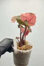 Syngonium Strawberry Ice Galaxy