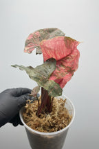 Syngonium Strawberry Ice Galaxy