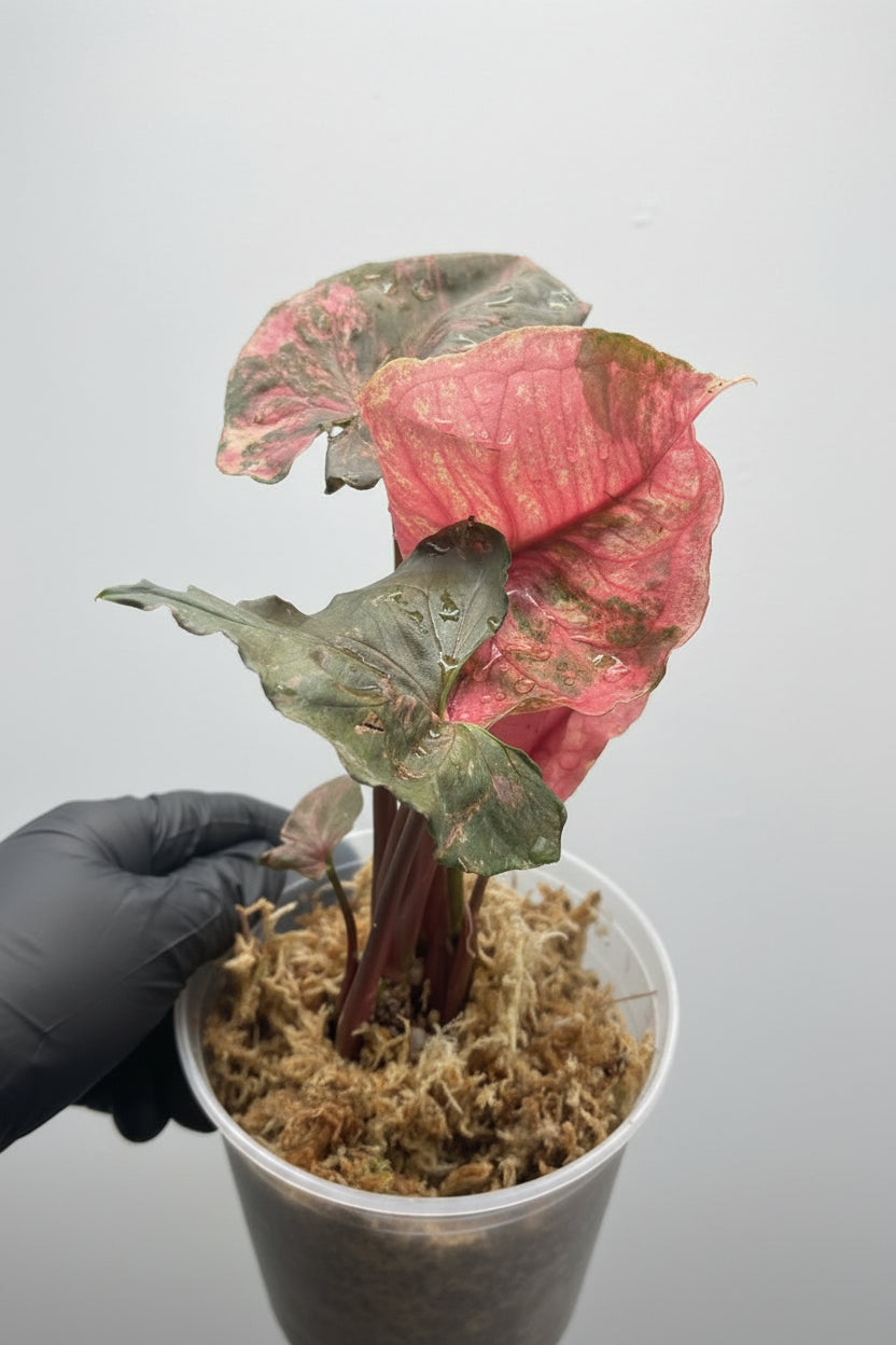 Syngonium Strawberry Ice Galaxy