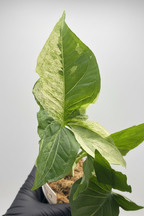 Syngonium Batik Variegated